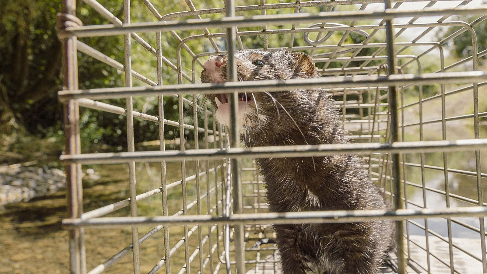 "Invasores": Uchile TV estrenará serie documental que explora el alma de la naturaleza chilena en peligro - imagen 1